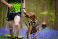 Top ten tips for taking part in a canicross event